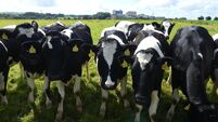 Sustainability at the heart of milk-recording bonus for dairy farmers