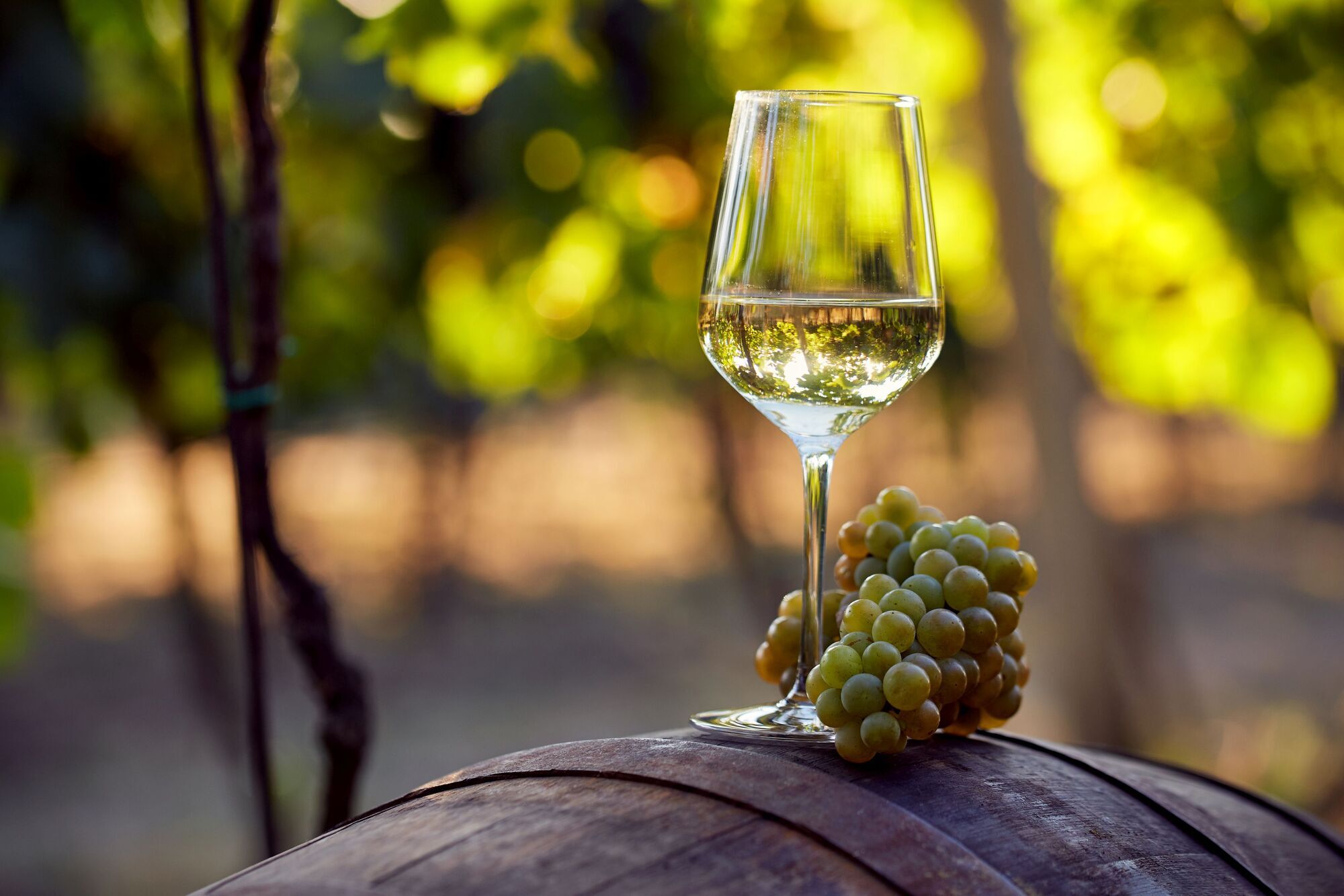 Wine with Leslie: Discover the perfect Sauvignon Blanc this summer 