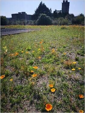 GNI gas installation in Cork where wild flower meadow was planted in 2021.