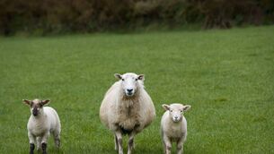 <p>The "persistent failure of authorities" has frustrated farmers who have suffered significant losses as a result of dog attacks, the Irish Farmers' Association has said.</p> <p>The "persistent failure of authorities" has frustrated farmers who have suffered significant losses as a result of dog attacks, the Irish Farmers' Association has said.</p>