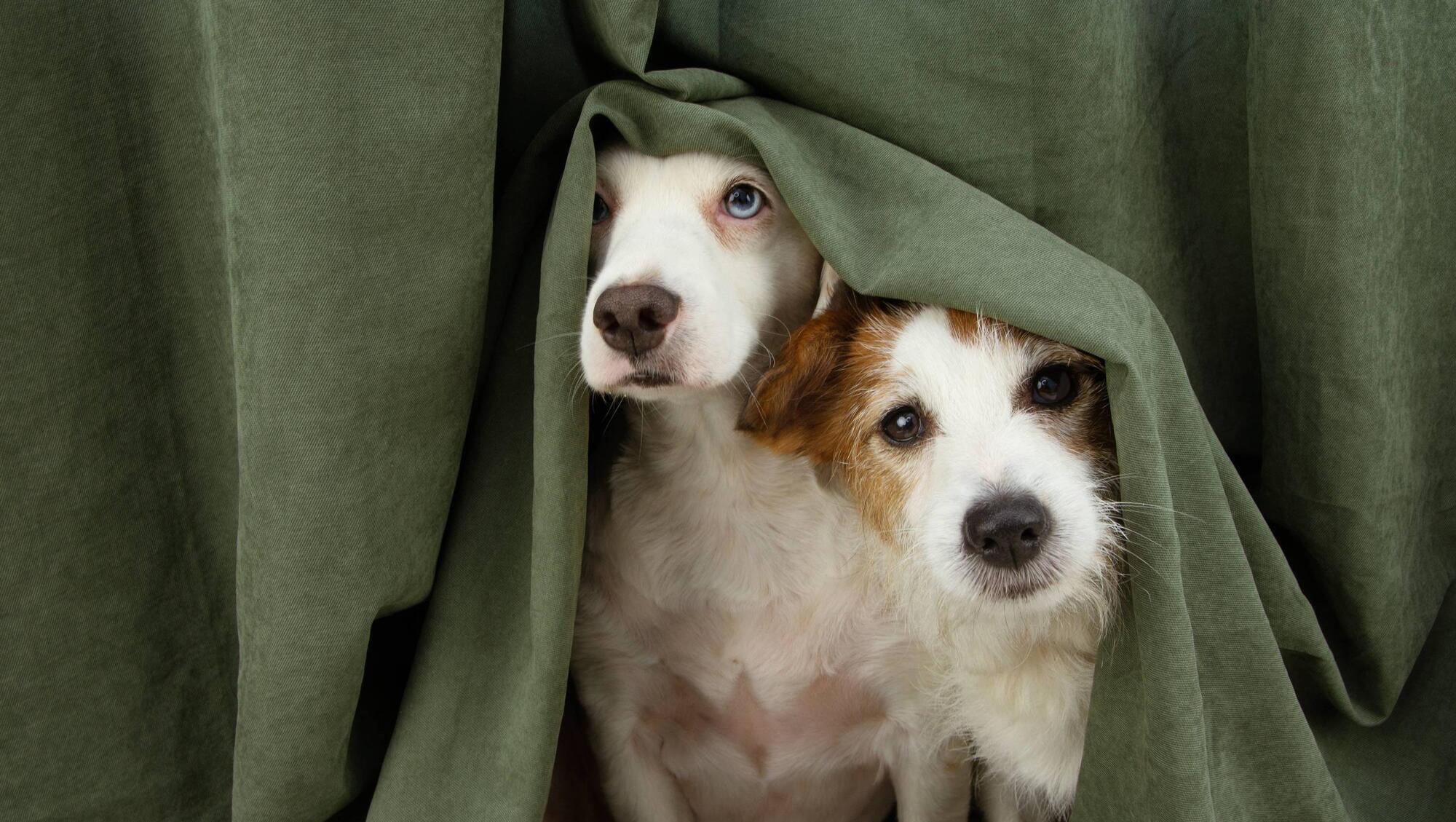 Pete the Vet: Here's how to help your pets deal with anxiety