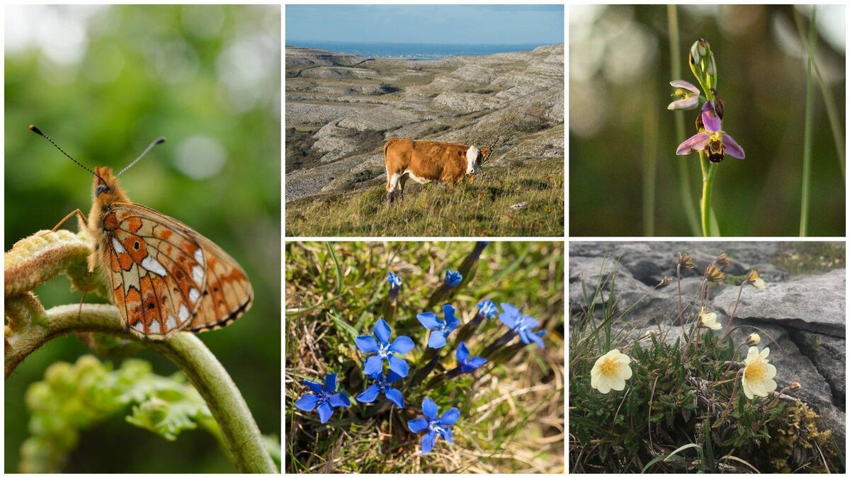 Anja Murray: The Burren in bloom — home to a wealth of wildflowers and butterflies - Vimarsana News