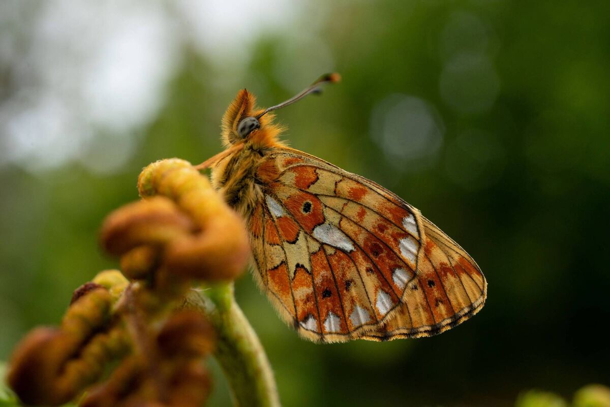 Pearl-bordered fritillary butterfly only lives in The Burren. Picture: Donal Hogan, Burrenbeo