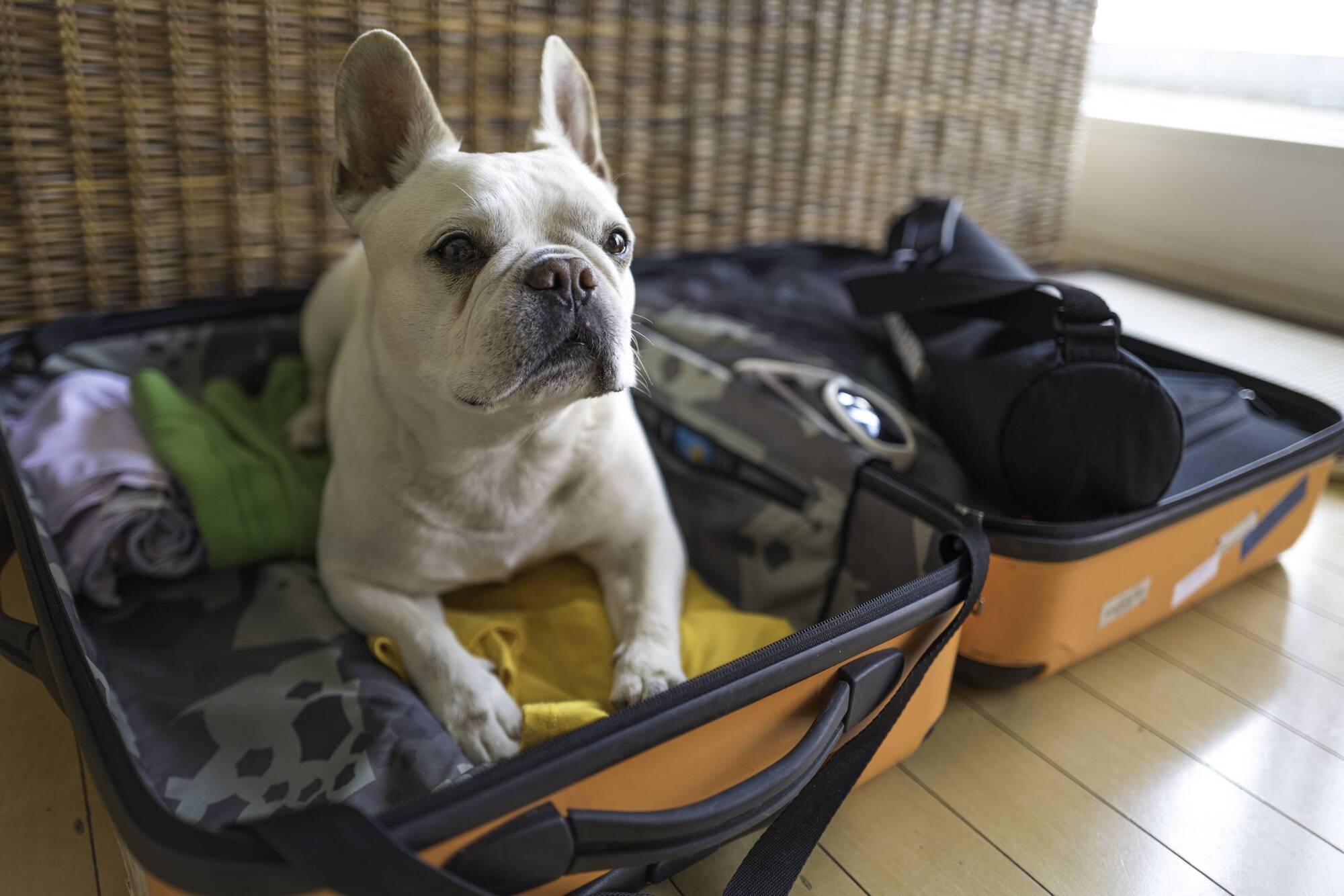 Pete the Vet: The fuss-free approach to taking your pets on holiday