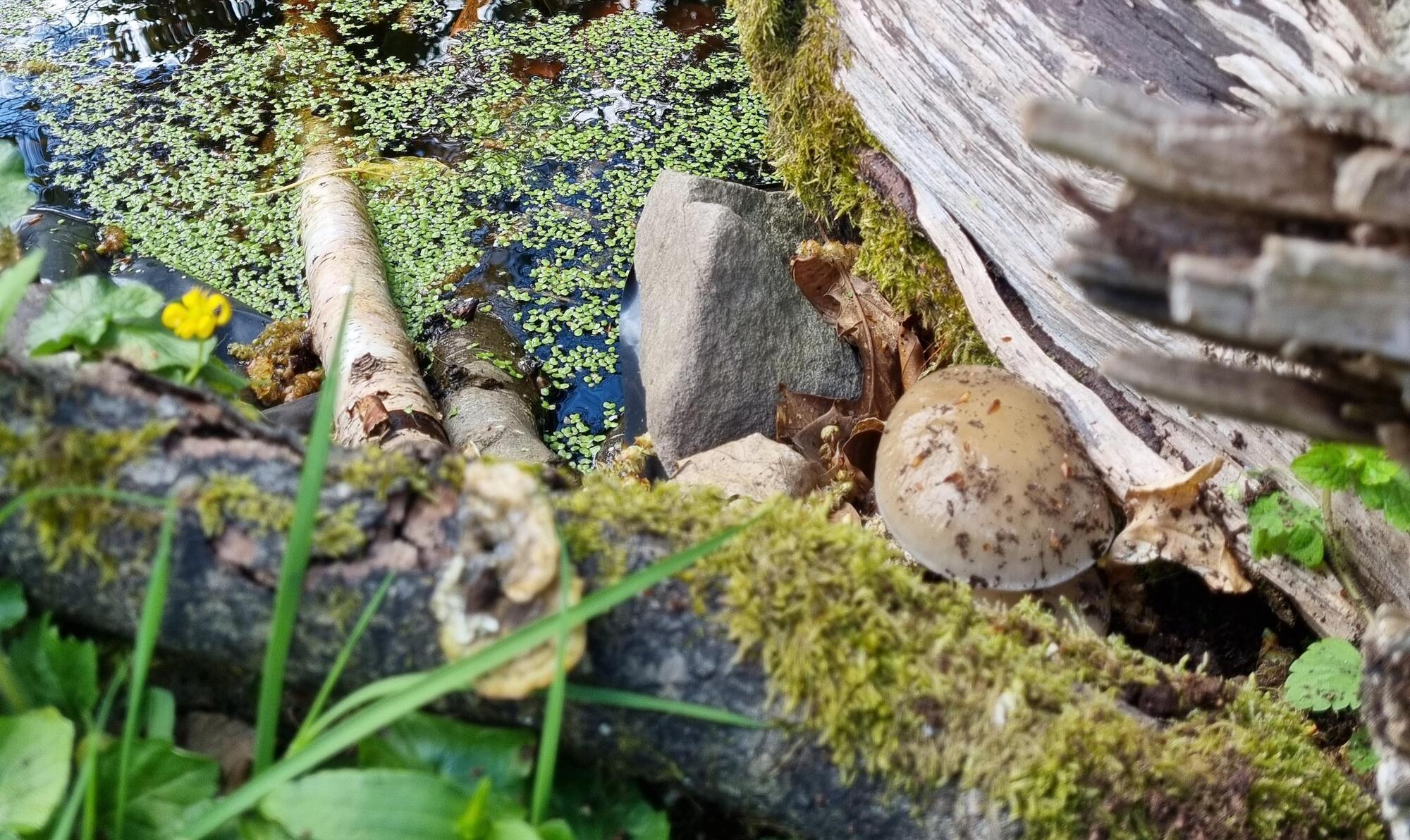 How to build a miniature wildlife pond to suit any garden 