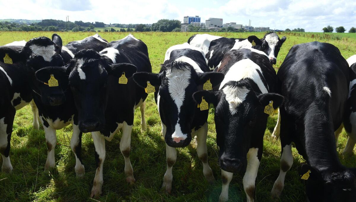 Mr Ryan stresses that agriculture will, in his opinion, be 'better off in a lower carbon future'.