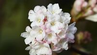 Garden Q&A: How can I get my viburnum to flower again?
