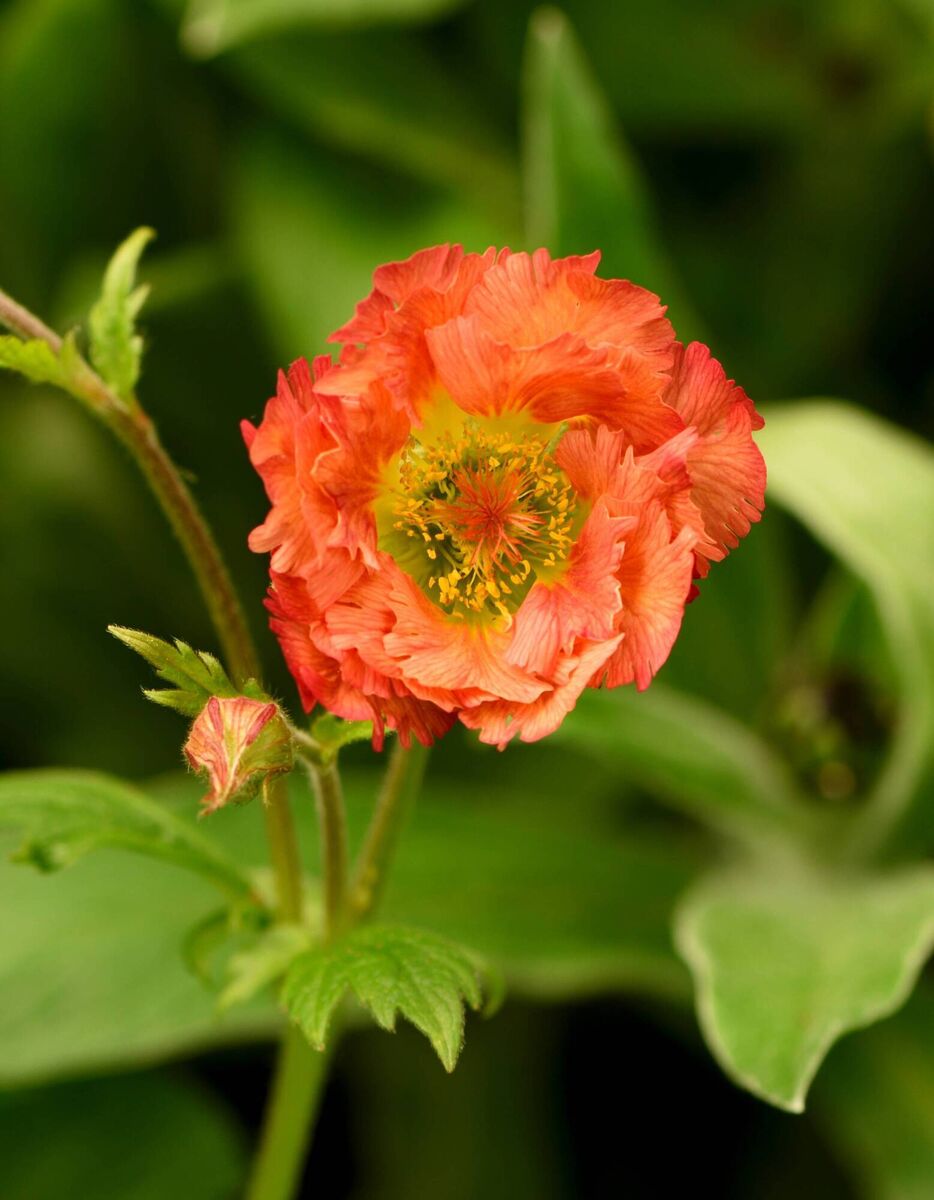 Geum Mai Tai. Picture: iStock