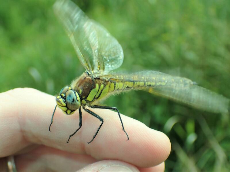 Hairy dragonfly Hairy dragonfly