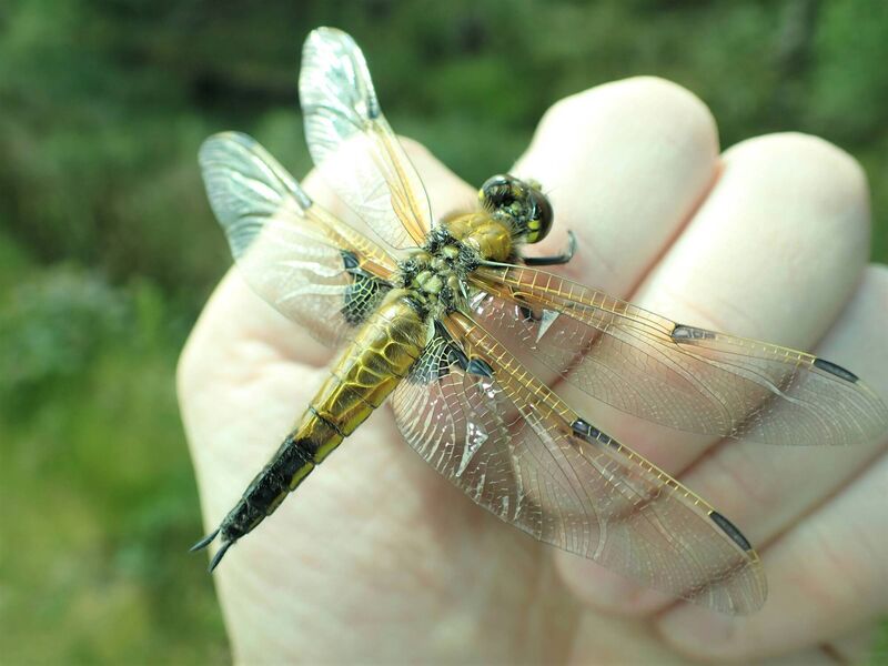 Four-spotted chaser dragonfly Four-spotted chaser dragonfly