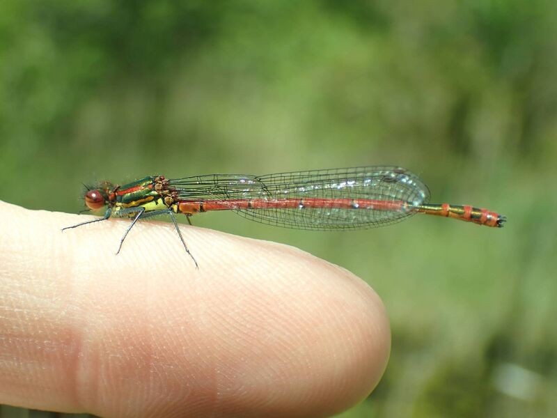 Large red damselfly Large red damselfly