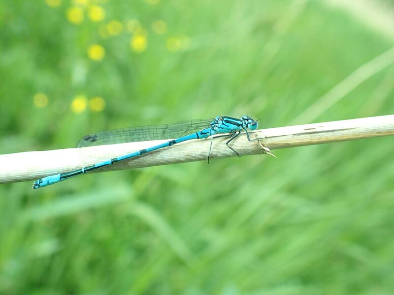 Azure damselfly Azure damselfly