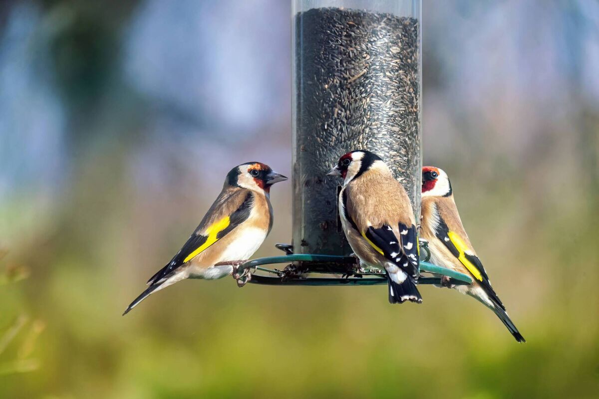 Bird feeders will attract many birds to the garden and help to sustain them over the winter.