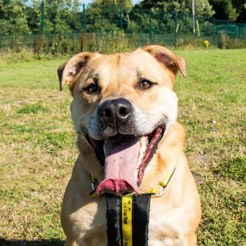 Popular pup Pluto has been adopted after seven years.