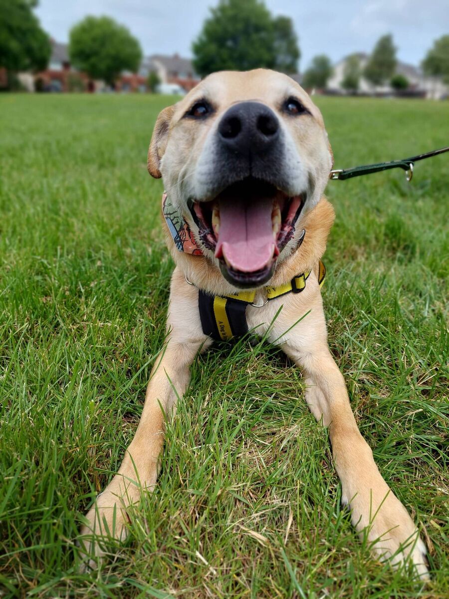 Pluto showed his new family that he is a "gentle, affectionate and enthusiastic dog"