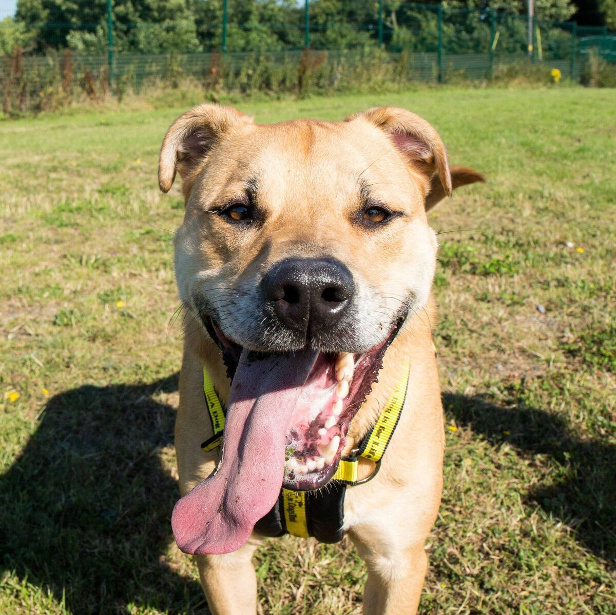 Dogs Trust has seen a sharp decline in adoptions this year