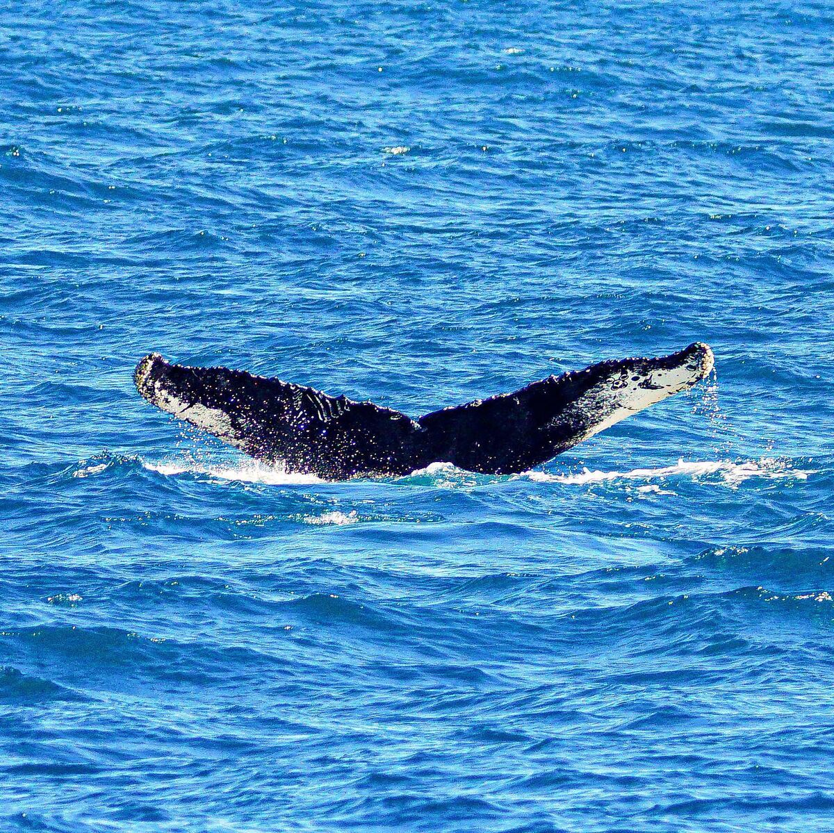 The humpback is one of 24 species of whale regularly seen in Irish waters, and there have been over 1,000 validated sightings reported. Picture: Miguel Blázquez Hervás