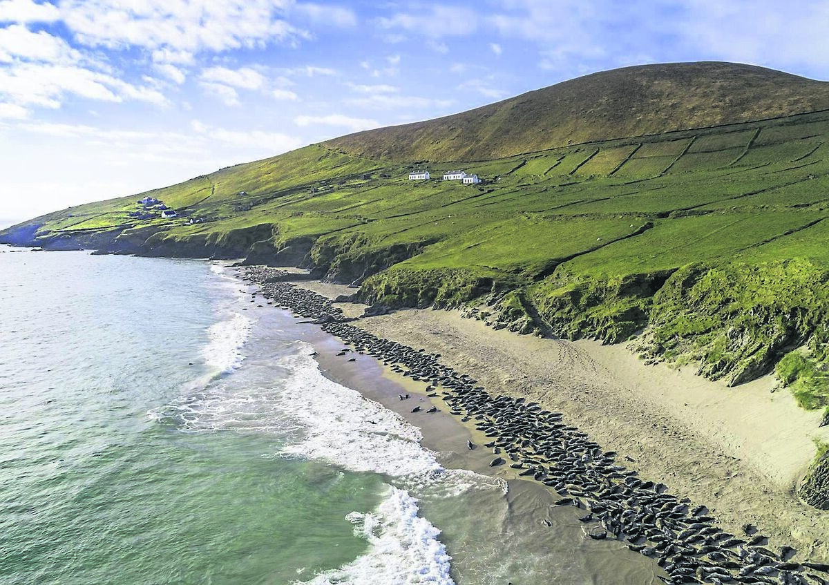Seals lie at the water’s edge on the Great Blasket Island. Picture: Liam Blake