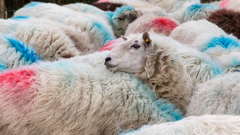 Lamb prices: Some processors avoid the usual June bank holiday dip to retain supplies