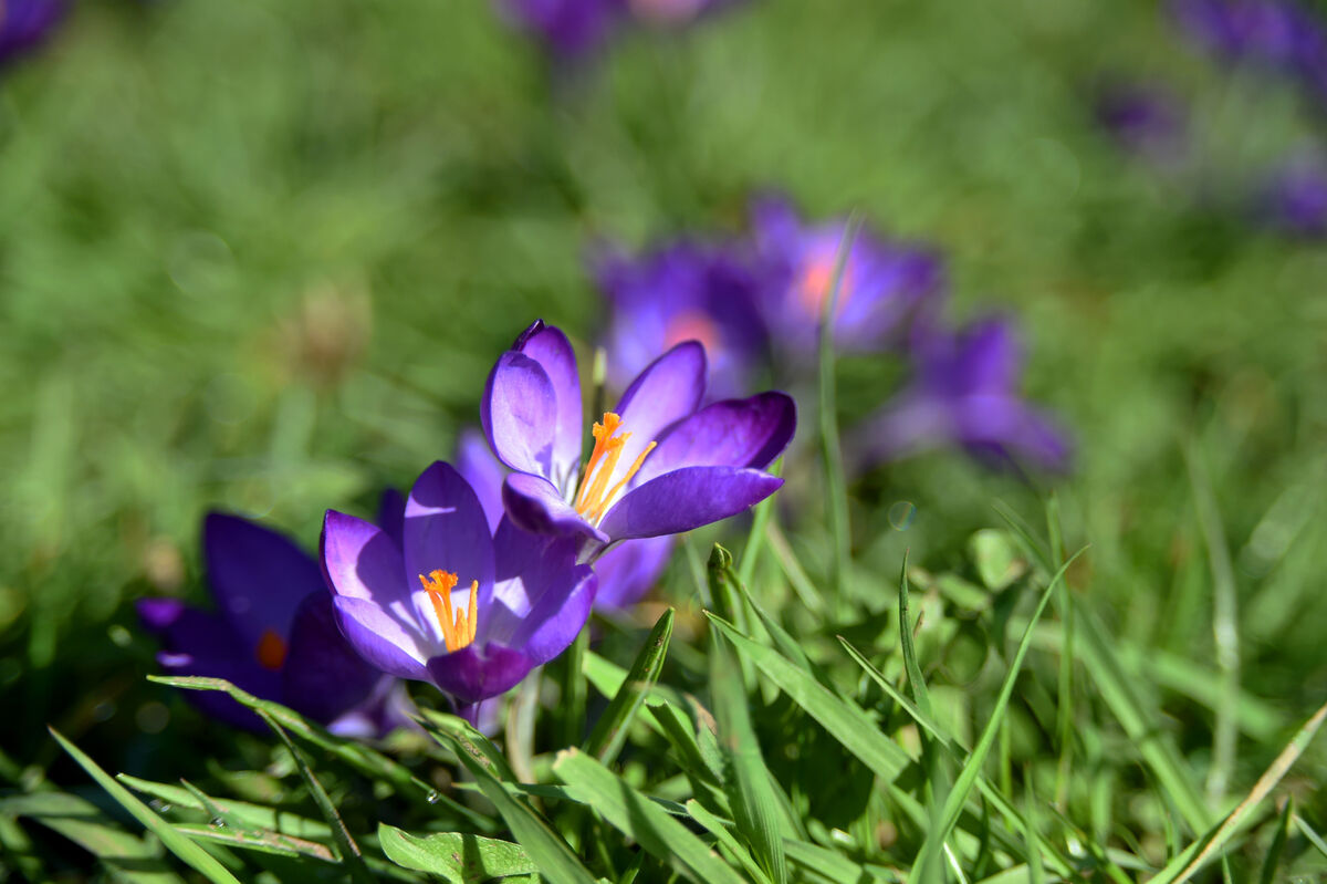 Crocus flowers growing at the Lee Fields in Cork. Picture: Larry Cummins