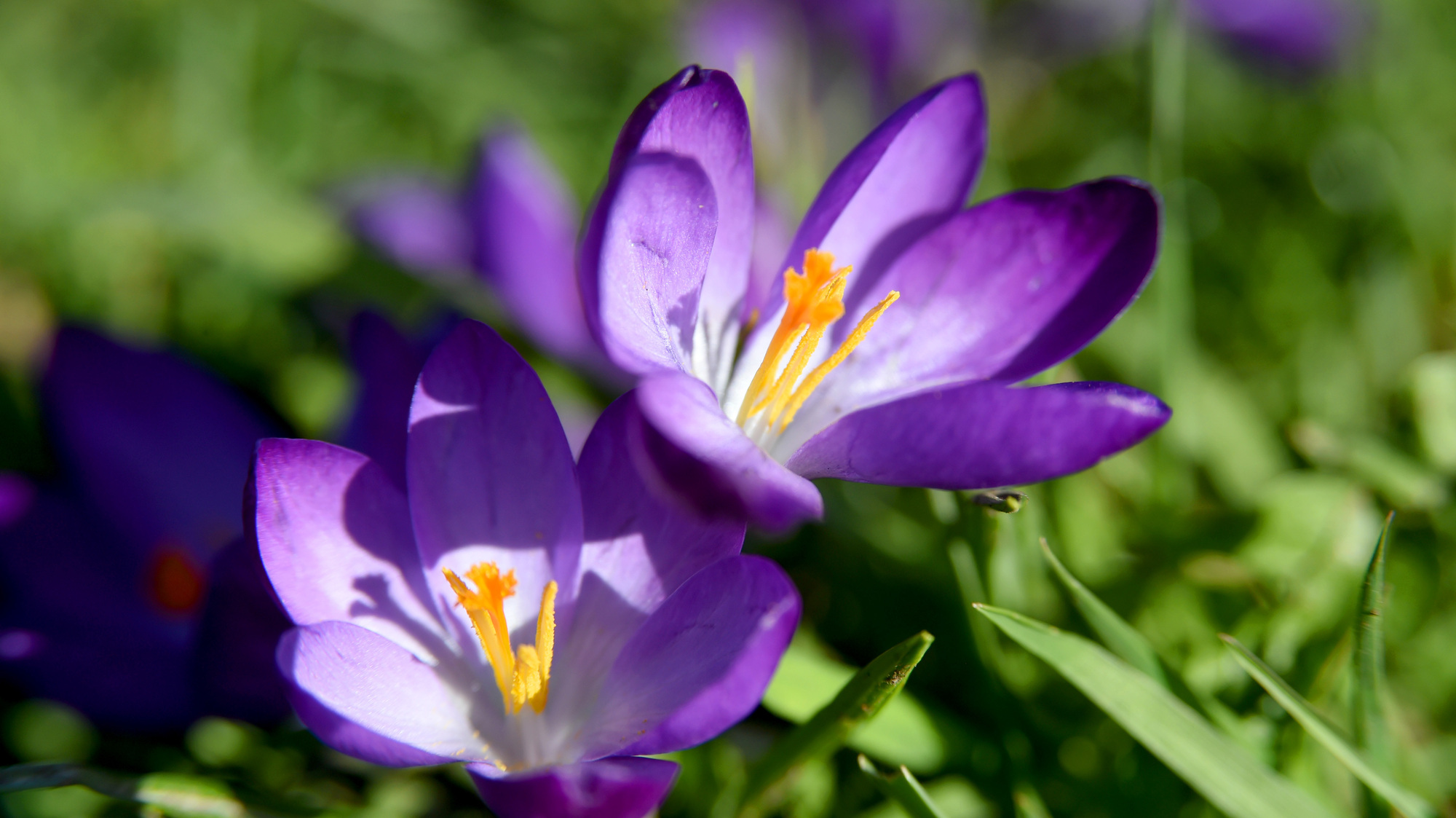 Garden Q&A: What flowers are best to plant for bees and other pollinators?
