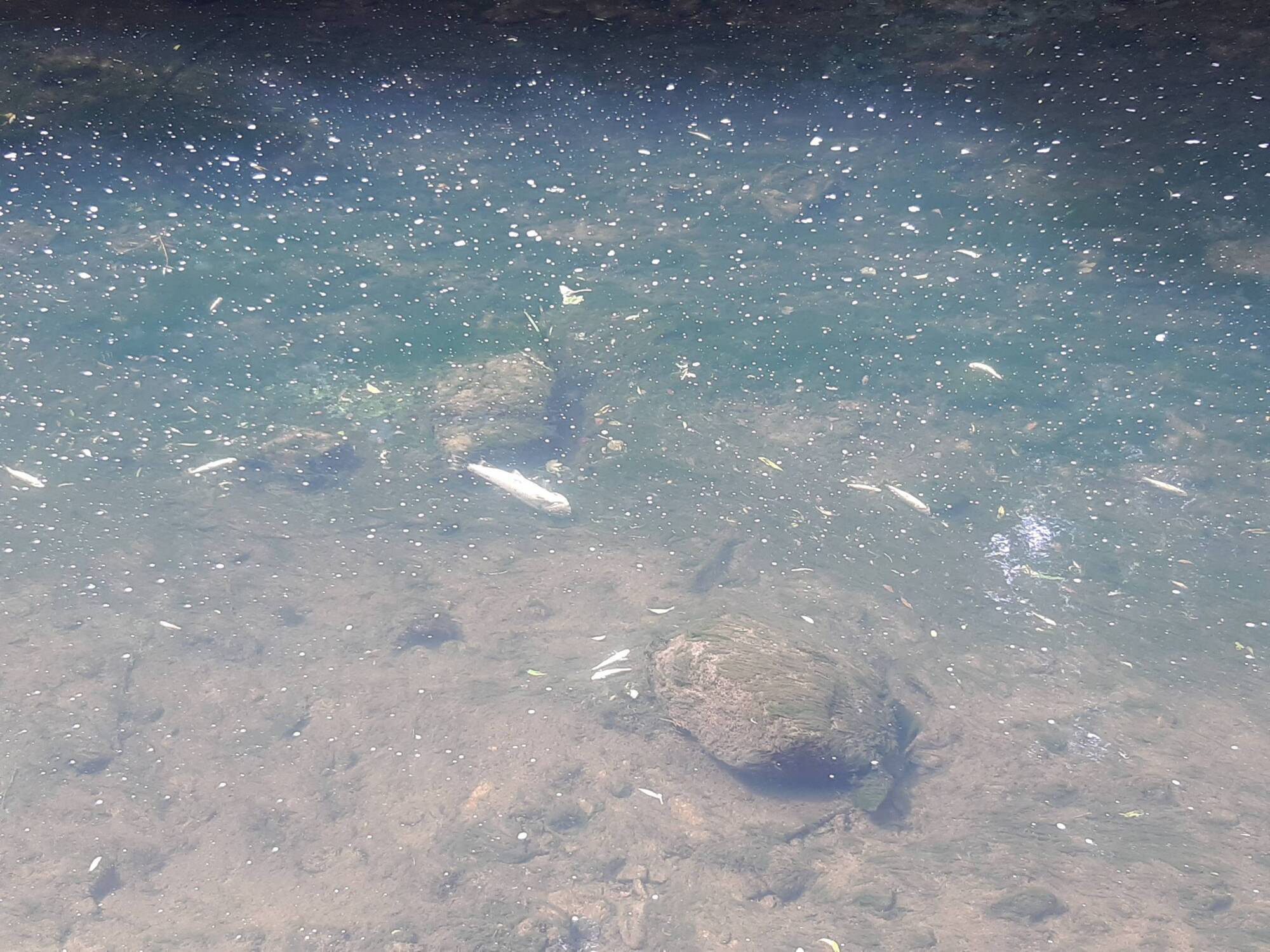 More than 500 trout and other fish found dead in 'important spawning river' in Kildare