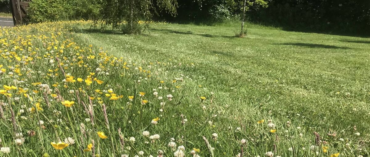 Cutting a one-metre strip around the edge of your wildflower patch to create sharp borders can also help to show your neighbours that this is a planned project and you haven’t simply become lazy about your garden. Picture: Juanita Browne