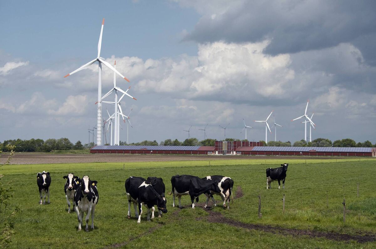 Modern model: Group of wind turbines behind a modern farm with solar panels on the roofs, group of cows in the foreground; northern Germany. Modern model: Group of wind turbines behind a modern farm with solar panels on the roofs, group of cows in the foreground; northern Germany.