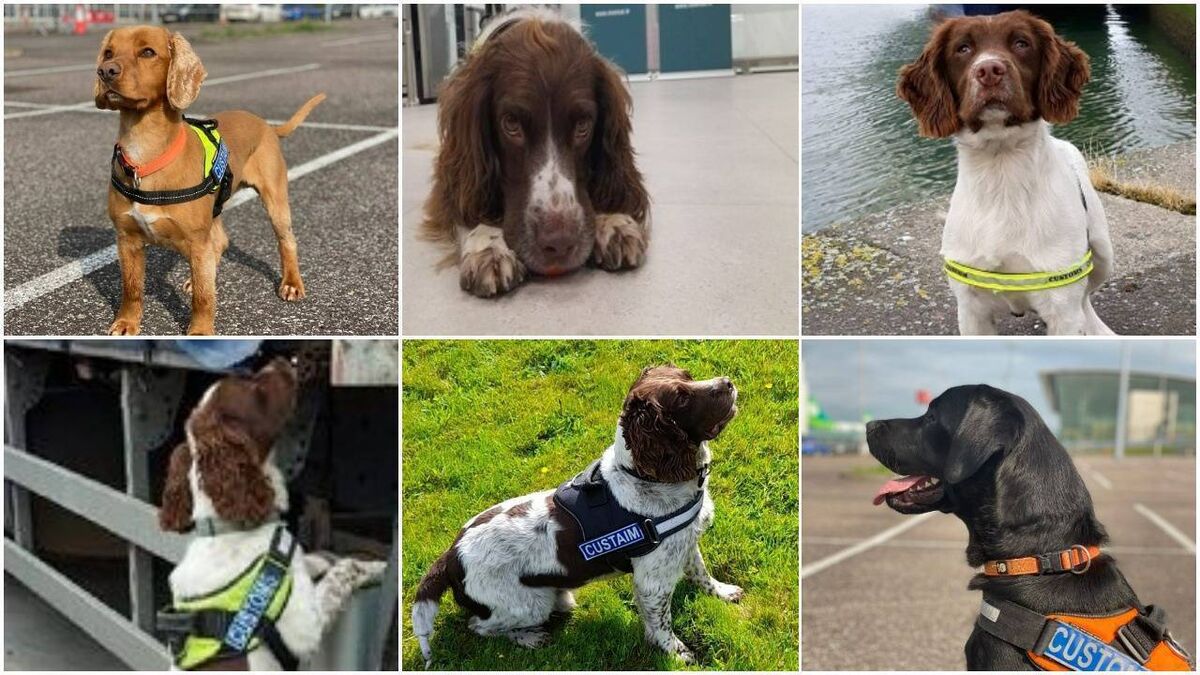 Can Police Dogs Smell Alcohol