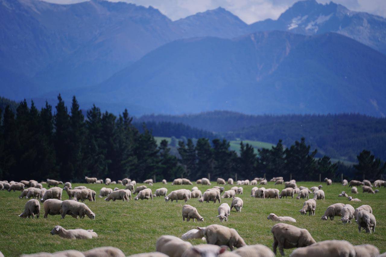 What will New Zealand's new livestock 'burp tax' mean for farmers?