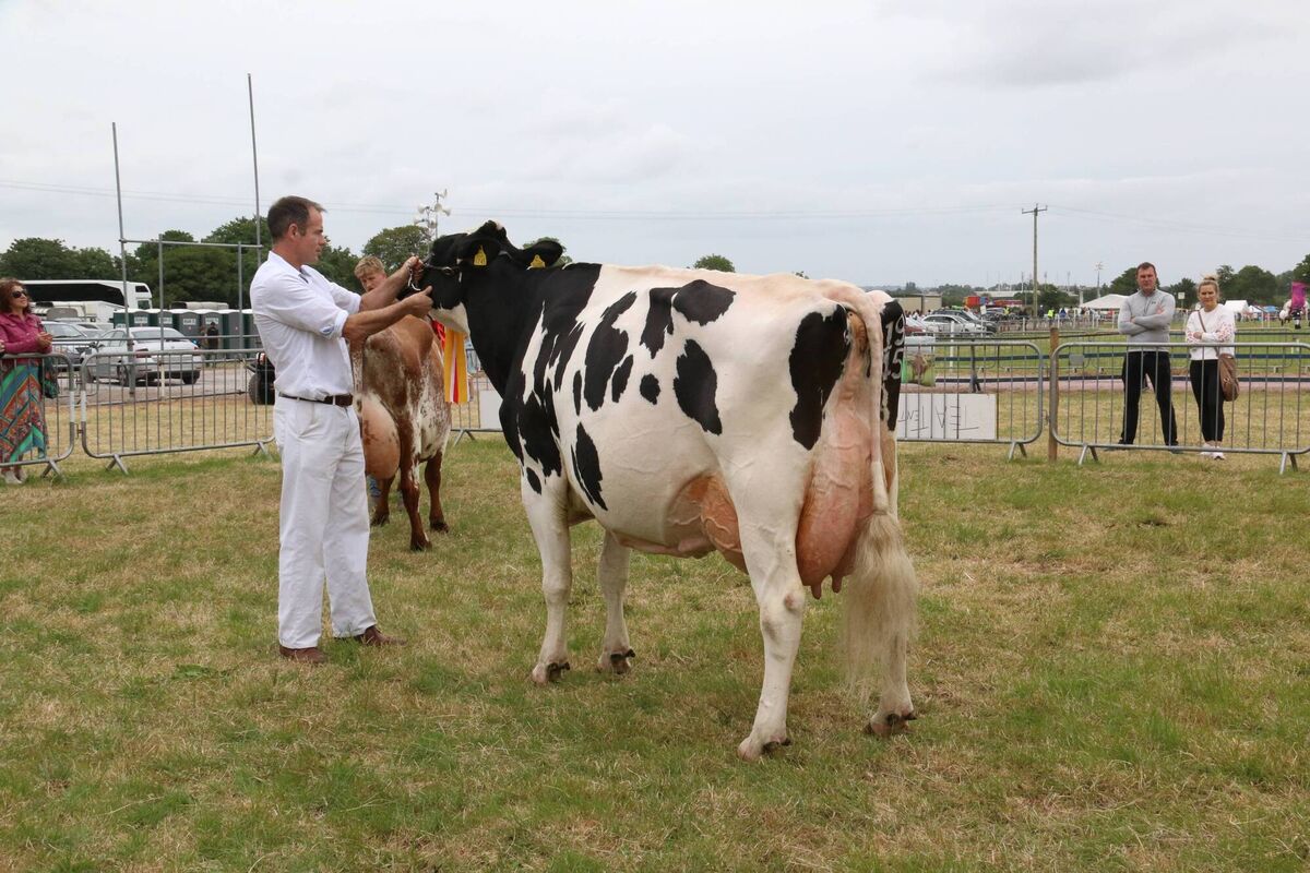 Breeder Noel Murphy has a 140-strong Holstein Friesian herd.