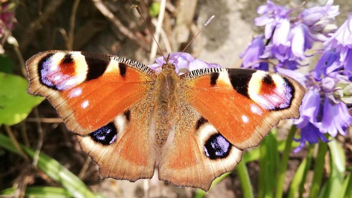 Legally binding targets proposed to 'bring nature back' amid biodiversity crisis - Vimarsana News