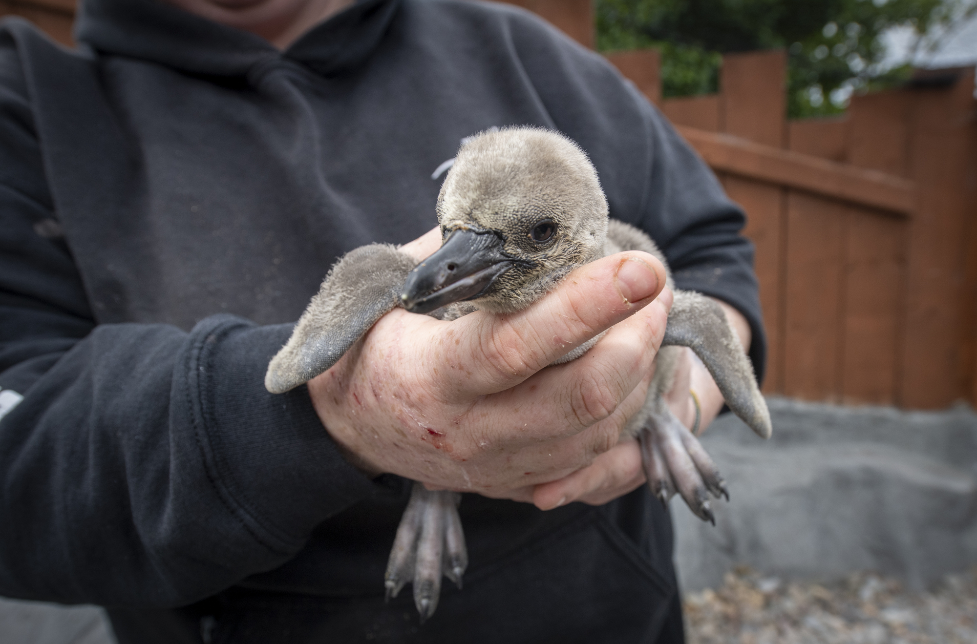 Pitter-patter of 'Happy Feet': Dingle welcomes five new baby penguins