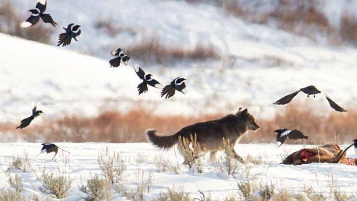 Bringing back the wolf — and other animals - Vimarsana News