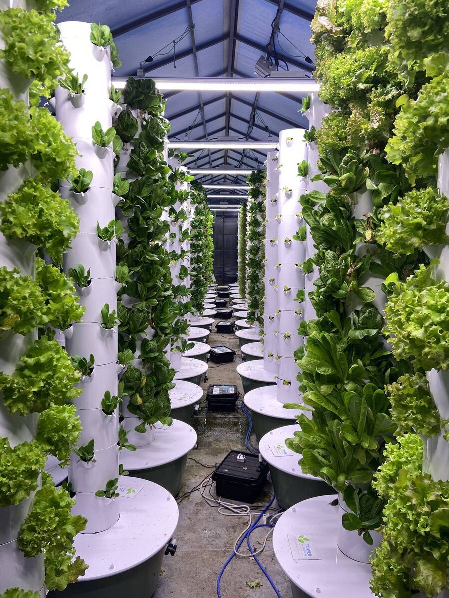 Cork Rooftop Farm: a space for urban agriculture in the city