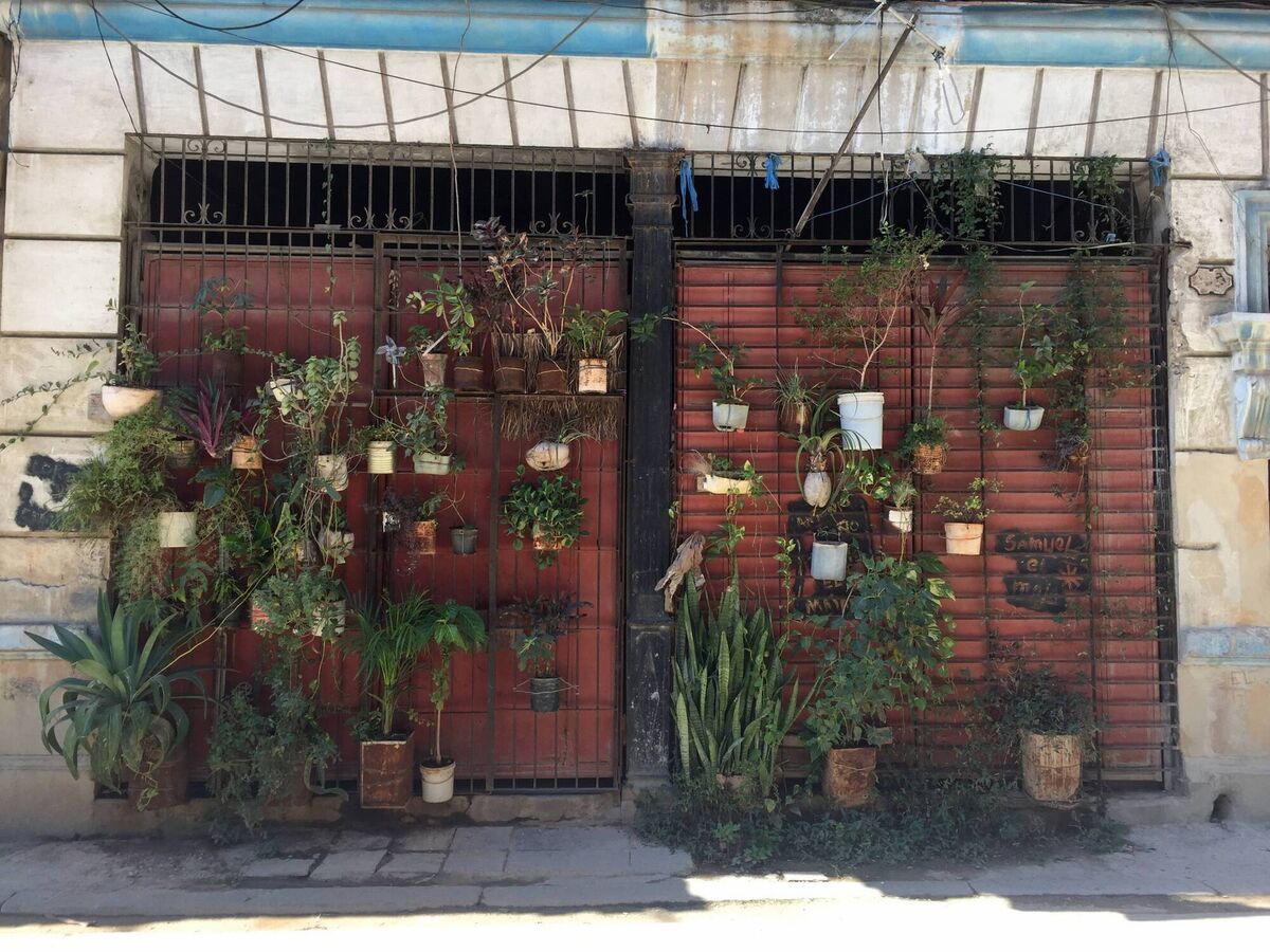 Urban agriculture in the streets of Havana, Cuba