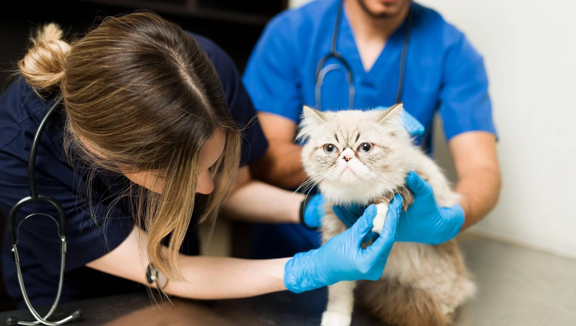 Pete the Vet: How can you detect lameness in pets?