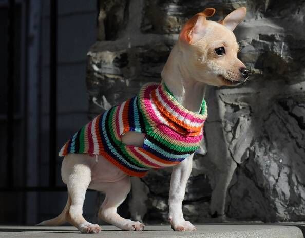 Crystal, a three-legged Chihuahua, whose broken front left leg needed to be amputated. Photo by Jeremy Drey 2/17/2012 (Photo by Jeremy Drey/MediaNews Group/Reading Eagle via Getty Images) Crystal, a three-legged Chihuahua, whose broken front left leg needed to be amputated. Photo by Jeremy Drey 2/17/2012 (Photo by Jeremy Drey/MediaNews Group/Reading Eagle via Getty Images)