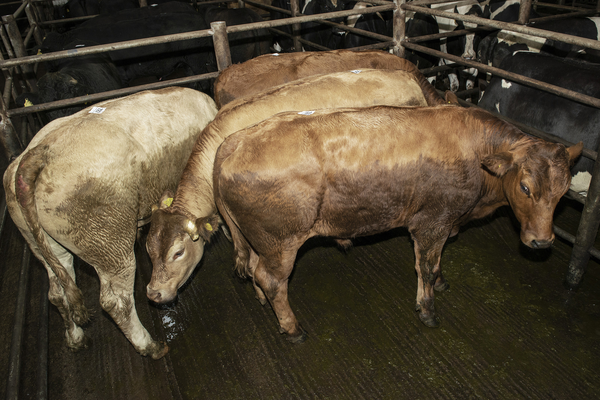 Beef prices: Variation among quotes for finished stock as processors attempt to rein in prices