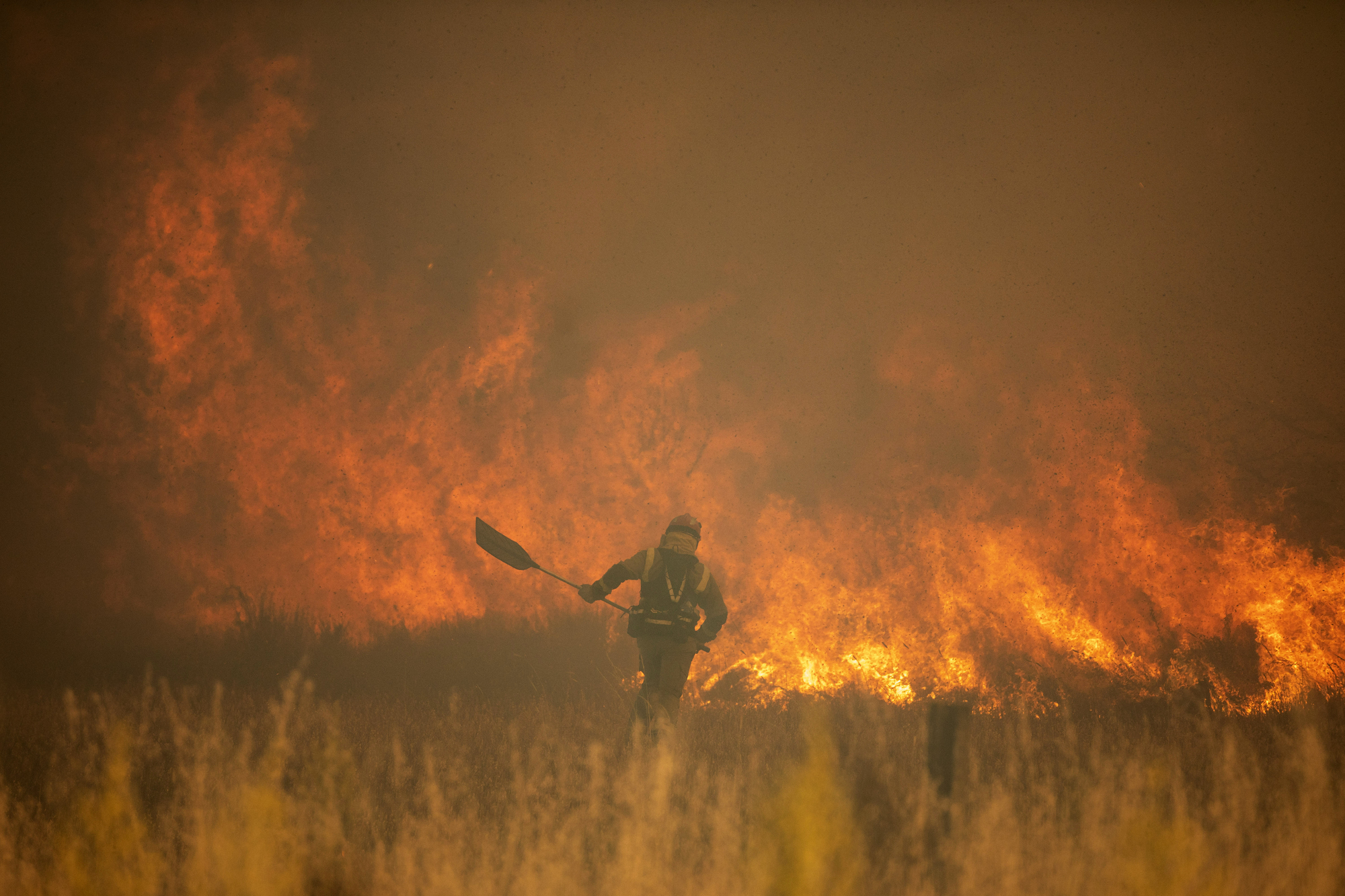 Tackling wildfires key to avoiding mass extinction, UCC study shows