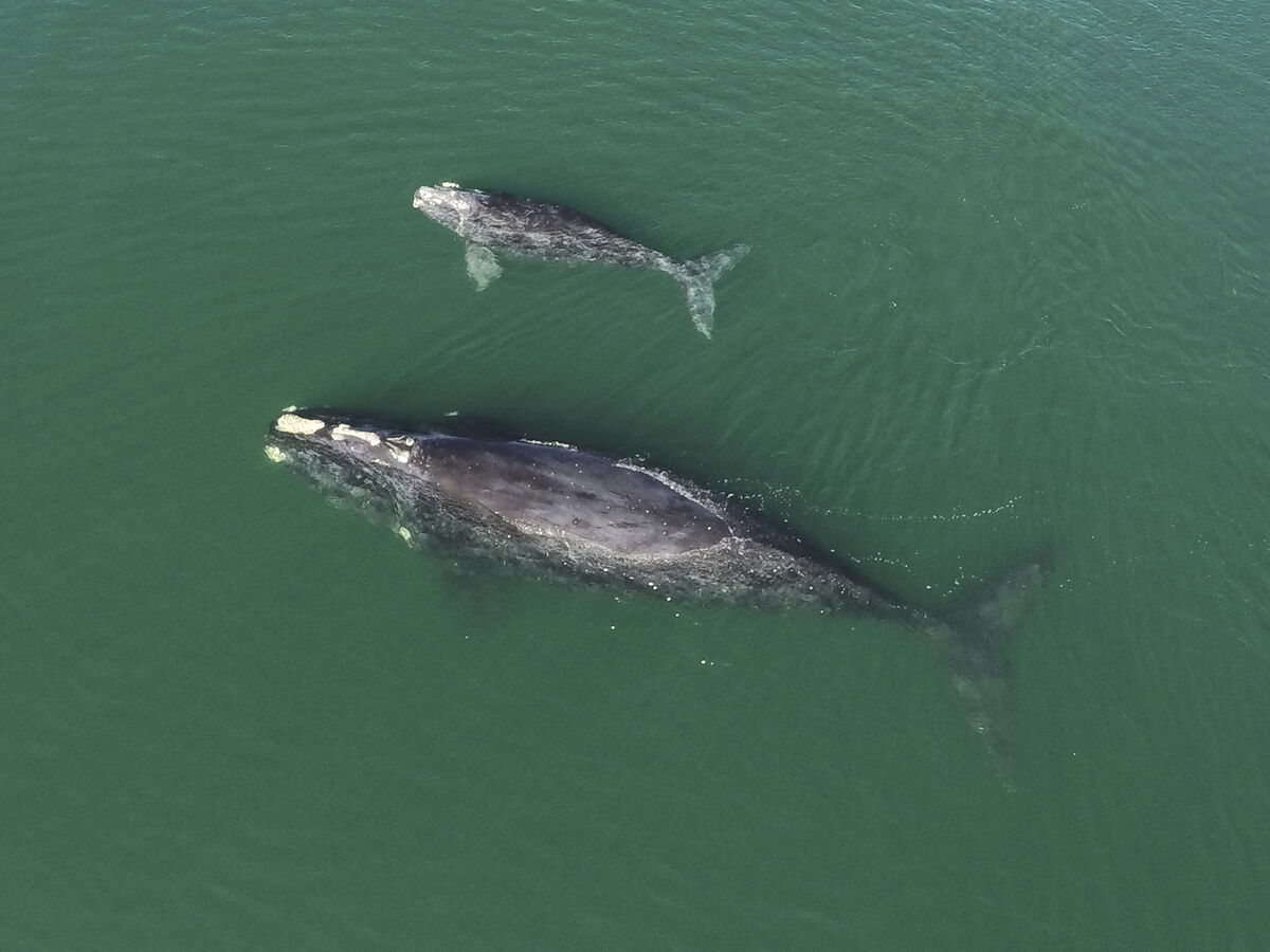 North Atlantic right whale mother and calf in waters near Wassaw Island, Georgia. North Atlantic right whale mother and calf in waters near Wassaw Island, Georgia.