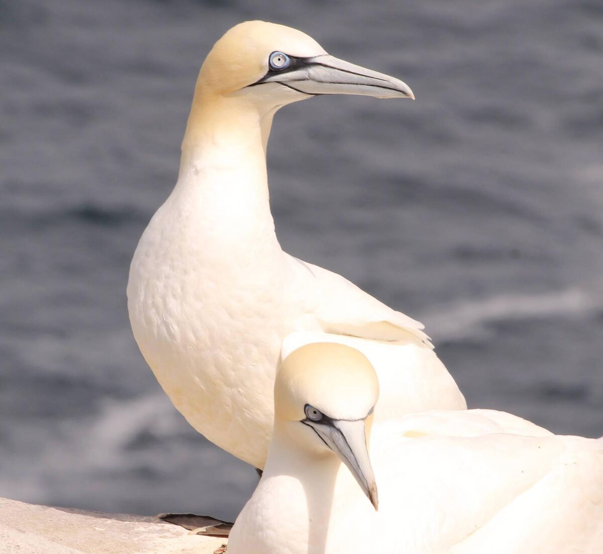 Gannets on Bull Rock, Beara Peninsula. Picture: Dan MacCarthy