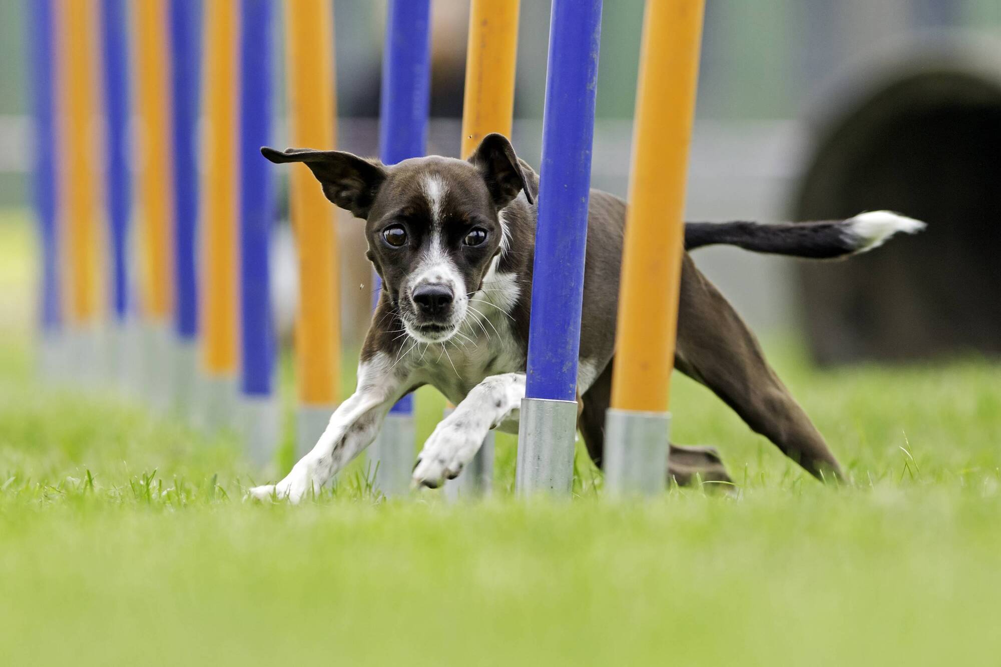Pete the Vet: How can I treat and manage my dog's epilepsy?