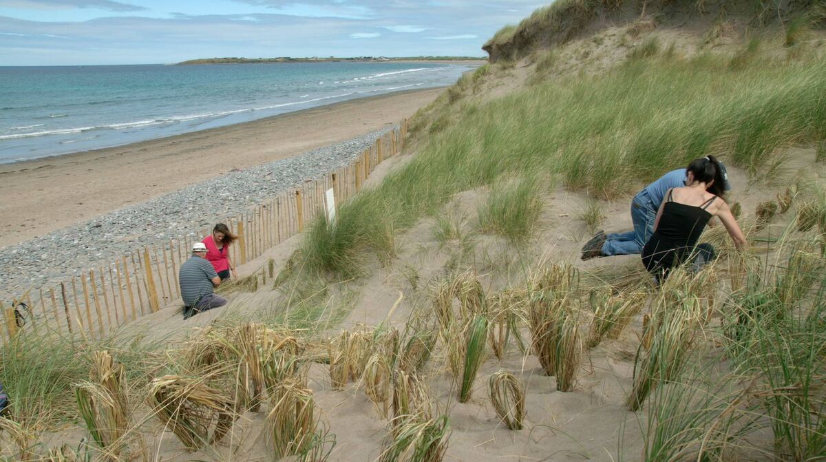 Volunteers with the Maharees Conservation Association plant marram grass to restore and stabilise sand dune slopes in Kerry
