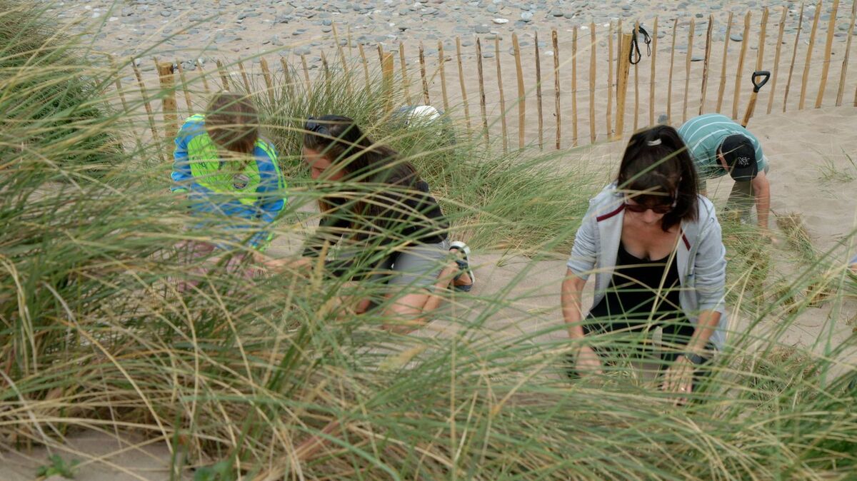 Stay on designated paths: the dunes at Maharees on the Dingle peninsula had been badly damaged by too much beach 'traffic'. Volunteers have worked to restore the vital marram grass there