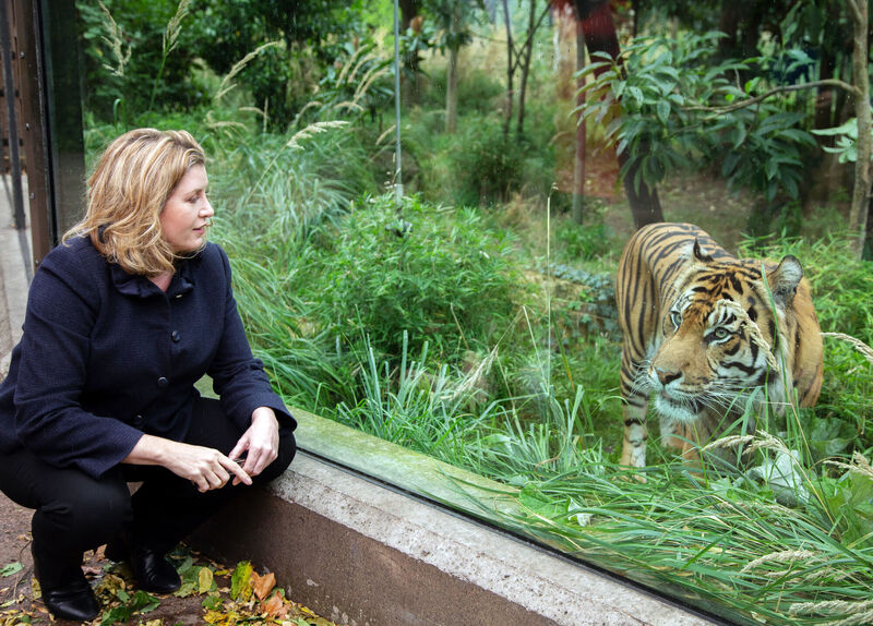 Penny Mordaunt meeting a tiger during a visit to London Zoo. File photo: DFID/PA Wire