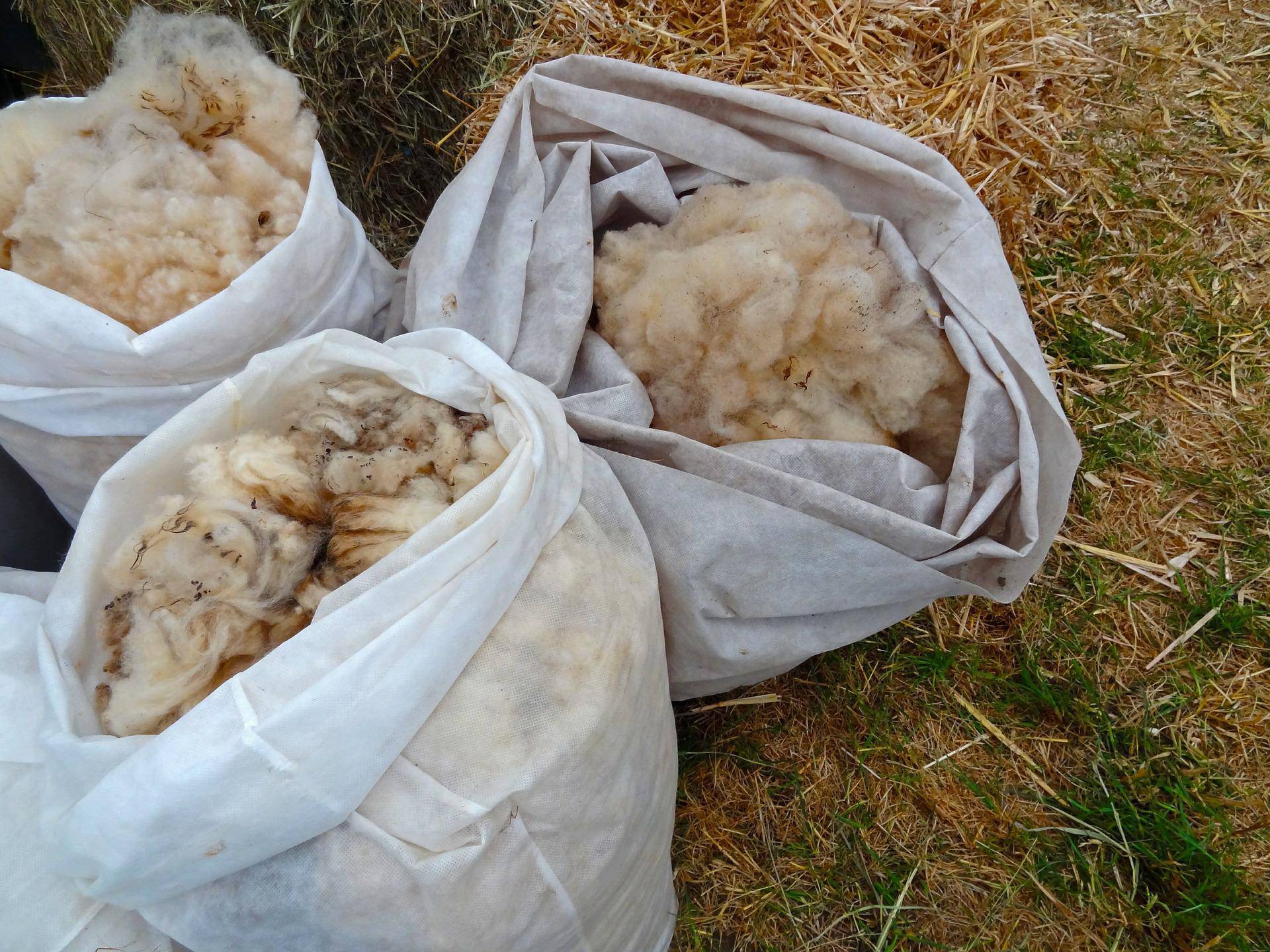Establishment of 'wool hub' recommended in long-awaited feasibility report