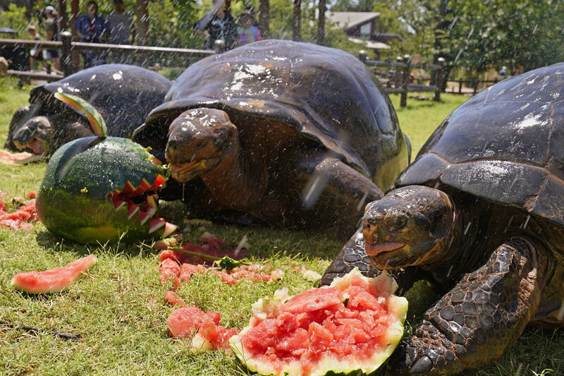A trio of Galapagos turtles cool off under a sprinkler with a watermelon treat during an animal enrichment at the Oklahoma City Zoo on a hot summer day in Oklahoma City, Friday, July 1, 2022. Picture: Sue Ogrocki A trio of Galapagos turtles cool off under a sprinkler with a watermelon treat during an animal enrichment at the Oklahoma City Zoo on a hot summer day in Oklahoma City, Friday, July 1, 2022. Picture: Sue Ogrocki