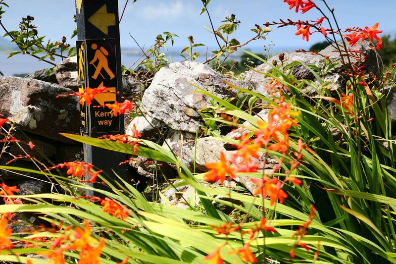Originally from South Africa, Montbretia is now more Irish than the Irish themselves having colonised many of our wild hedgerows. Wildflowers provide food for essential pollinators, such as bees, from spring to autumn. Picture: iStock