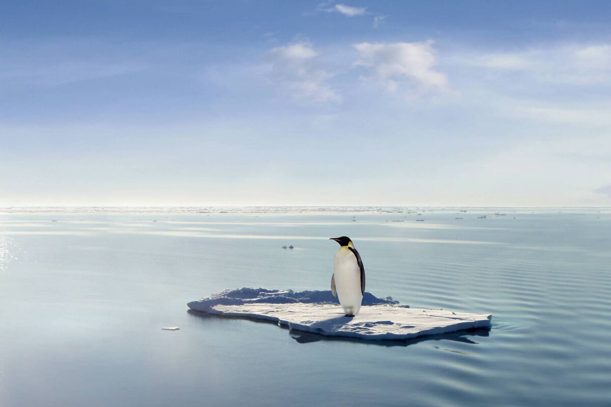 Penguin managed to save himself on one of the last ice floes. Penguin managed to save himself on one of the last ice floes.